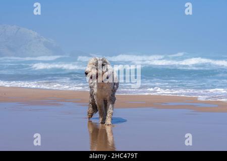 Vecchio cane da pastore inglese che cammina sulla spiaggia ondulata con il cielo blu sfondo. Foto Stock