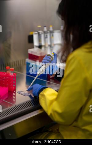 Scienziato che lavora in laboratorio Foto Stock