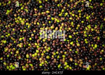 Olive Foto Stock