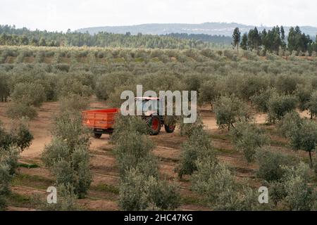 Trattore arancione che attraversa file di olivi allineati Foto Stock