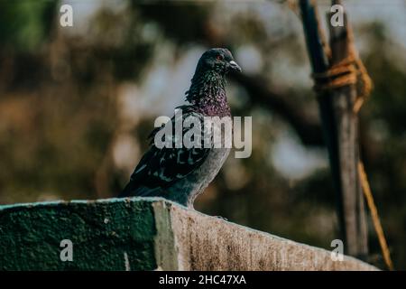 Focalizzazione selettiva su un piccione seduto sulla terrazza. Foto Stock