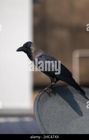 Corvo nero seduto su Dish tv su terrazza fuoco selettivo Foto Stock