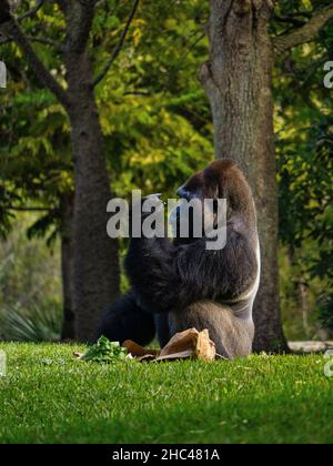 Scatto verticale di un gorilla seduto in un parco Foto Stock