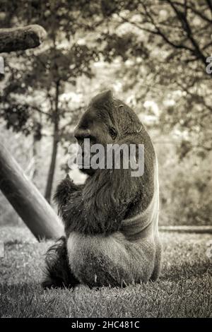 Scatto verticale in scala di grigi di un gorilla seduto in un parco Foto Stock
