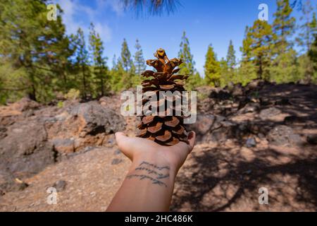 La mano con un tatuaggio tiene un grosso cono di pino nel palmo della mano Foto Stock