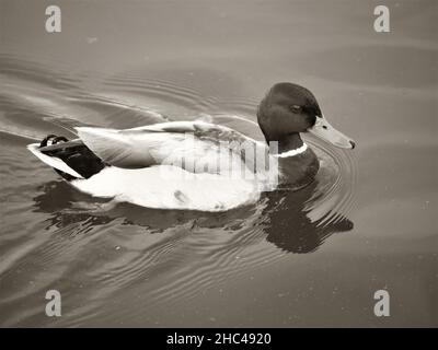 Scatto in scala di grigi dell'anatra di mallardo che galleggia nel lago Foto Stock