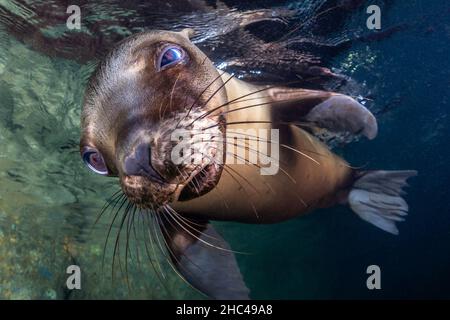 Leone marino della California (Zalophus californianus) a Los Islotes, la Paz, Baja California sur, Messico Foto Stock