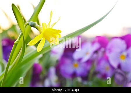 Primo piano di piccole naffodils gialle in piena fioritura e fiori viola pansy al sole del mattino, primavera sfondo texture. Foto Stock