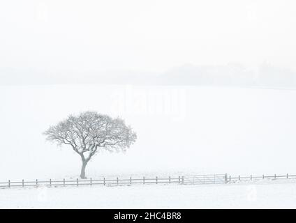 Un albero solistico spicca contro il bianco paesaggio innevato di Rawdon Billing a seguito di una nevicata inaspettata durante Storm Arwen, novembre 2021. Foto Stock