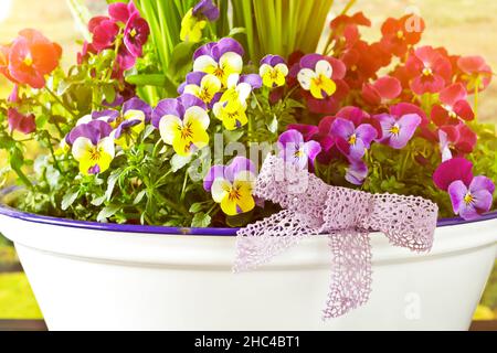 Primo piano di una decorazione primaverile con vari fiori colorati in pieno fiore e un arco rosa in una pentola smaltata. Foto Stock