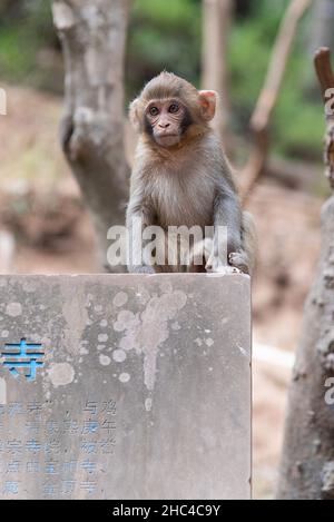 Febbraio 2019. Il tempio di Baoxiang è anche chiamato tempio di Shibao, che si trova nella scogliera precipitante della montagna di Foding a Dali. Popolato da scimmia Foto Stock