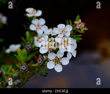 Fiori di alberi di tè lucenti Foto Stock