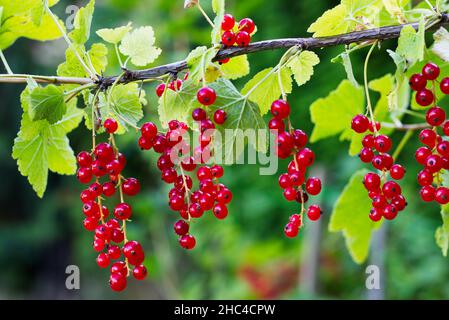 Grappoli di bacche di ribes rosso mature su un ramo. Ribes prima della raccolta in un giardino. Foto Stock