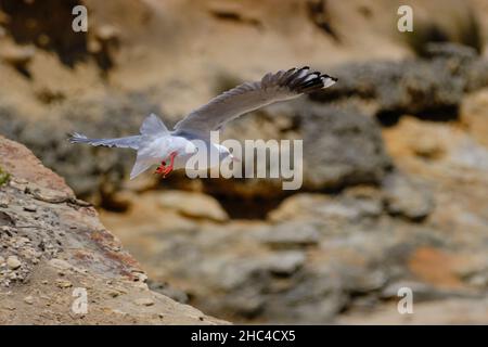 Gabbiano sulle rocce Foto Stock