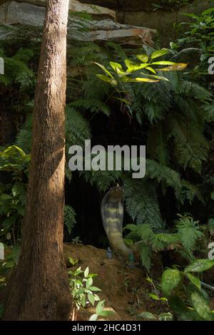 Scatto panoramico del serpente del re cobra, conosciuto anche come Anna di Ophiophagus, nella giungla Foto Stock