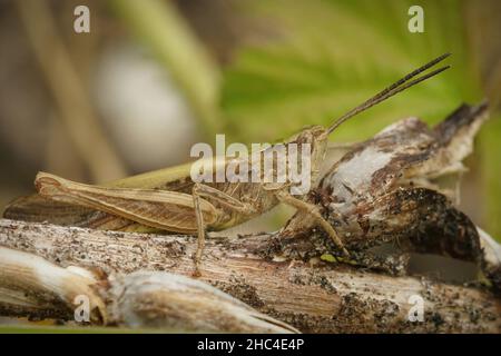 Primo piano su una cavalletta maschio ad alare, Chorthippus biguttulus seduta su vegetazione secca Foto Stock