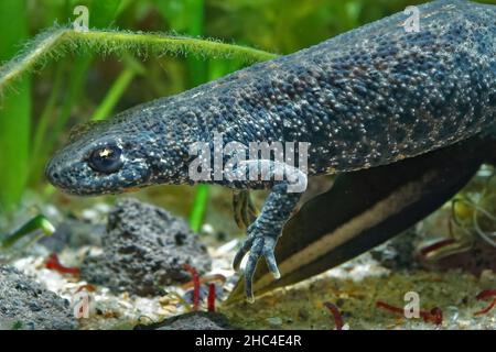 Primo piano su un grande novello saracinizzato balcanico femmina, Triturus ivanbureschi , sott'acqua Foto Stock