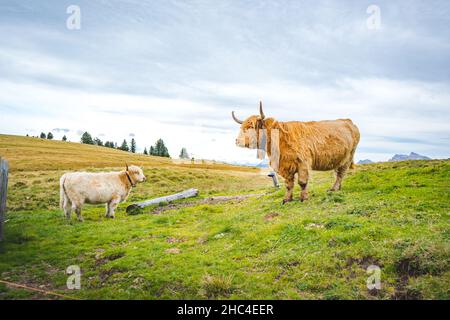 mucche in piedi sul prato in montagna Foto Stock