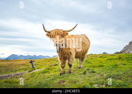 toro in piedi sul prato in montagna Foto Stock