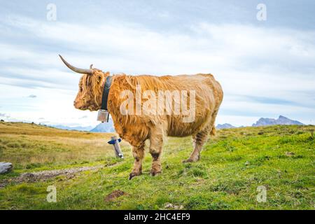 mucca in piedi sul prato in montagna Foto Stock