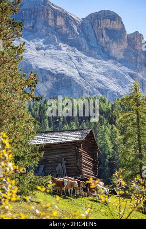 mucche di fronte al fienile wodden nelle dolomiti Foto Stock