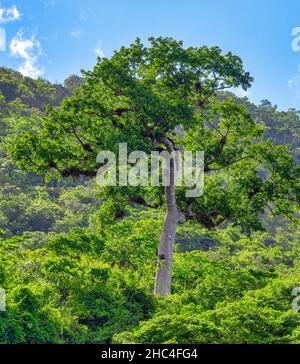 SCENIC nella Riserva Naturale di Hanabanilla Cuba Foto Stock