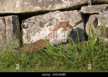 Comune weasel con una vole di fronte a un muro di pietra a secco, Yorkshire Dales, Inghilterra, Regno Unito Foto Stock