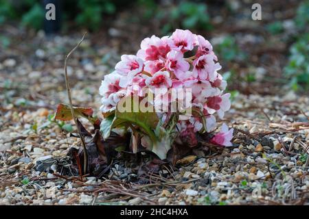 Bergenia crassifolia, tè siberiano, bergenia in fiore invernale, sassifrage dell'orecchio dell'elefante, orecchie dell'elefante, Orecchio di elefante coreano, tè mongolo, congedo di cuore Foto Stock