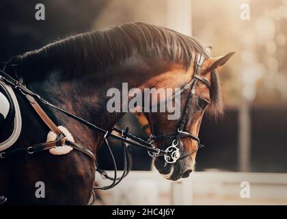 Ritratto di un bel cavallo di baia con una briglia sul suo muso, che è illuminato dalla luce del sole. Sport equestri. Equitazione. Foto Stock
