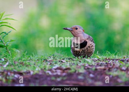 Closeup shot a Flicker bird in a forest Stock Photo