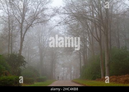 Una coppia cammina il loro cane attraverso il Great Windsor Park in un giorno di nebbia, inverni. Foto Stock