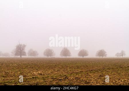 Fila di alberi nel Great Windsor Park in un giorno di nebbia e inverni. Foto Stock