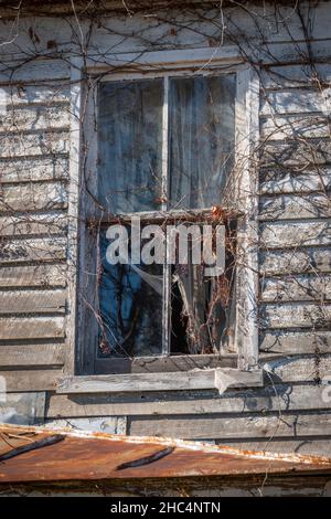 USA Virginia Luray Page County una vecchia casa di legno abbandonata dilapidata e cadendo a pezzi con una vecchia finestra rotta con tende tattered Foto Stock