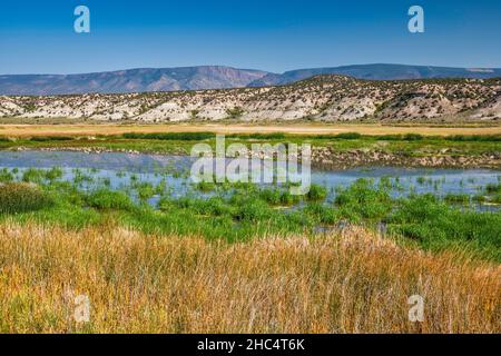Browns Park Waterfowl Area, Green River overflow area, Fresh Water Swamp, o-Wi-Yu-Kuts montagne in lontananza, Utah, Stati Uniti Foto Stock