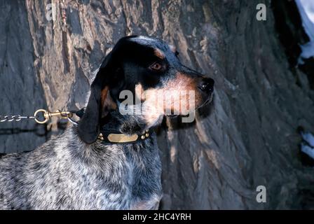 Ritratto di coonhound di zecca blu di albero canadese. Foto Stock