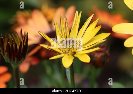 primo piano di una fresca fioritura di osteosperma giallo che cresce in un letto di fiori, sfondo colorato sfocato, vista laterale Foto Stock