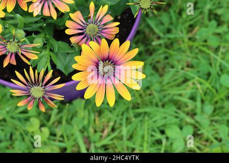 primo piano di fiori di osteosperma piuttosto fioriti in una pentola di fiori contro uno sfondo verde prato, spazio copia Foto Stock