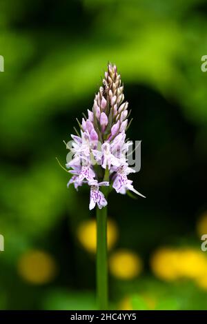 Una formica nel fiore Foto Stock