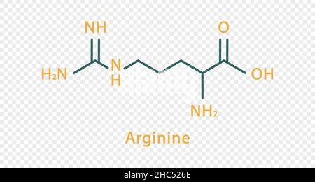 Formula chimica dell'arginina. Formula chimica strutturale dell'arginina isolata su sfondo trasparente. Illustrazione Vettoriale