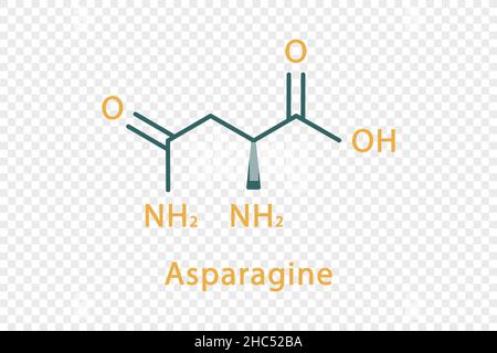 Formula chimica dell'asparagina. Formula chimica strutturale dell'asparagina isolata su sfondo trasparente. Illustrazione Vettoriale