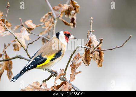 Goldfinch, Carduelis carduelis, nascosto dai predatori tra foglie secche di ramo d'albero Foto Stock