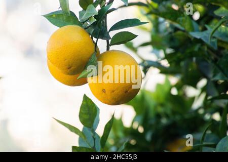 Arance appese ad un albero di arance Foto Stock
