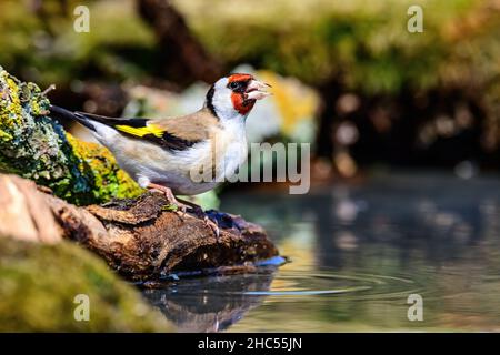 Ritratto di un goldfinch europeo che si stagna al bordo dello stagno con acqua increspata Foto Stock