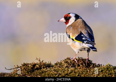 Il goldfinch europeo è in piedi sul muschio bagnato Foto Stock