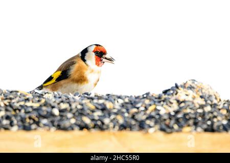 Carduelis carduelis, carduelis, è un orafo europeo, su un grande mucchio di cibo, isolato su bianco Foto Stock