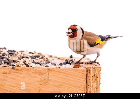 Carduelis carduelis, carduelis, è un orafo europeo, su un grande mucchio di cibo, isolato su bianco Foto Stock