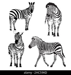 Logo con la testa di una zebra. Illustrazione Vettoriale