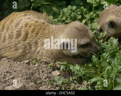 Messa a fuoco poco profonda di un Meerkat seduto su un legno con uno sfondo verde sfocato Foto Stock