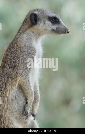 Messa a fuoco poco profonda di un Meerkat seduto su un legno con uno sfondo verde sfocato Foto Stock