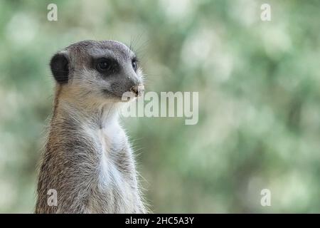 Messa a fuoco poco profonda di un Meerkat seduto su un legno con uno sfondo verde sfocato Foto Stock